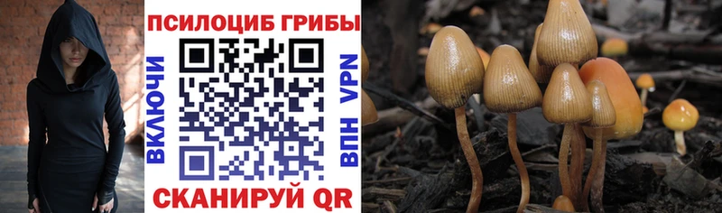 Псилоцибиновые грибы Cubensis что такое блэк спрут маркетплейс Курганинск