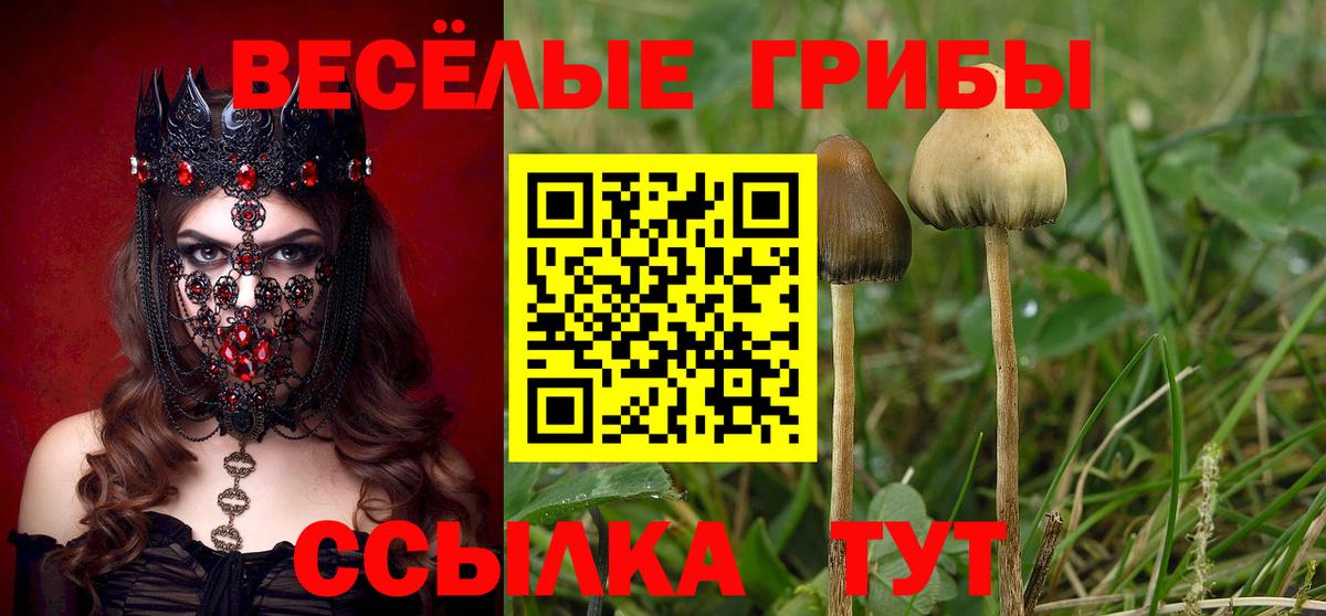 Курганинск  Псилоцибиновые грибы ЛСД  Вход с VPN 