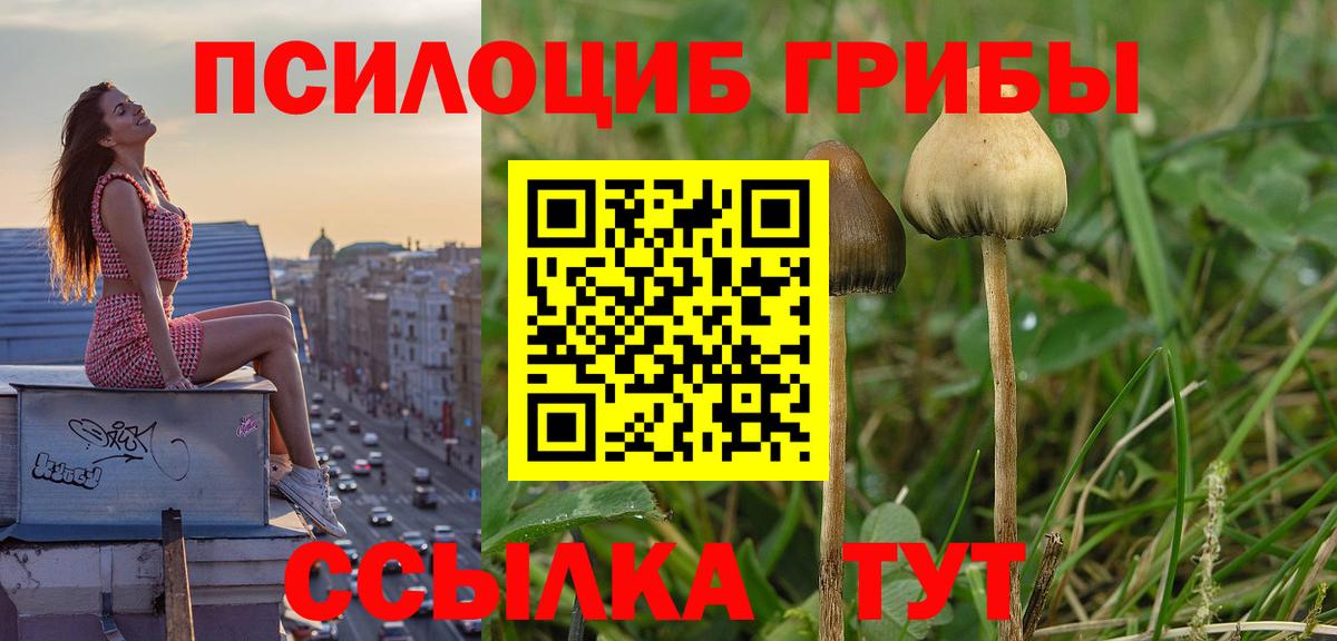 Псилоцибиновые грибы мицелий Курганинск